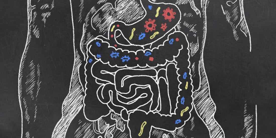 ¿Como puedes potenciar tu salud con Microbiotfit?